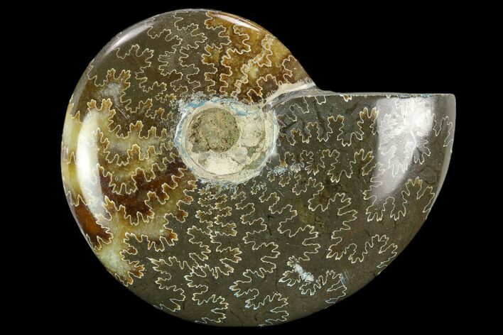 Polished, Agatized Ammonite (Cleoniceras) - Madagascar #119248